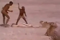 Video: Thổ dân châu Phi liều mạng cướp mồi của báo săn 