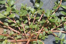 3 loại rau rẻ bèo ăn vào bệnh tật ít ghé thăm