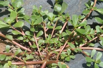 3 loại rau rẻ bèo ăn vào bệnh tật ít ghé thăm