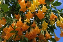 Trồng 2 cây cảnh này “chiêu ma” đến nhà, dễ chuốc họa vào thân