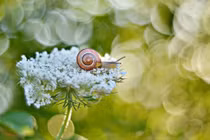 Chùm ảnh ấn tượng về loài ốc sên 