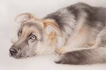 Từ giờ tới hết năm 2022: 3 con giáp rung đùi hứng lộc, giàu bất chấp 