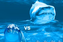 Vì sao cá mập lại sợ cá heo?