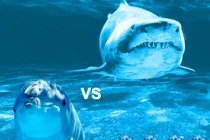 Vì sao cá mập lại sợ cá heo?
