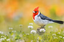 Ai sinh tháng Âm lịch này nghiêm túc làm việc, sự nghiệp thành công