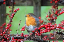 Sinh vào 4 ngày Âm nào phúc lộc dồi dào, "ngậm thìa vàng" từ bé? 