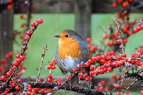 Sinh vào 4 ngày Âm nào phúc lộc dồi dào, "ngậm thìa vàng" từ bé? 