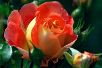 Trẻ sinh tháng Âm lịch này, vượng khí tràn đầy, tương lai ngời sáng