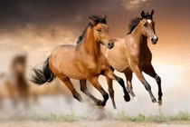 4 con giáp giàu sụ, tiền tỷ đổ về nhà tháng 11 âm lịch