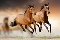 4 con giáp giàu sụ, tiền tỷ đổ về nhà tháng 11 âm lịch