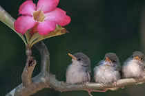 Ai sinh ngày Âm lịch này trí tuệ minh mẫn, giỏi kiếm tiền 