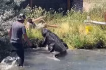 Video: Thấy người cho ăn bị trượt chân, cá sấu nặng 270kg chồm tới