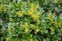 Trồng cây hoa ngâu trước nhà, theo phong thủy tốt hay không?