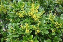 Trồng cây hoa ngâu trước nhà, theo phong thủy tốt hay không?