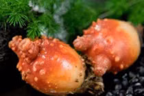 Loài động vật "ngu ngốc" nhất, ăn não của chính mình, biến thành thực vật