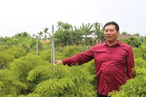 Thành đại gia của làng nhờ trồng hàng vạn cây đinh lăng