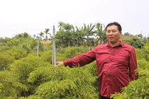 Thành đại gia của làng nhờ trồng hàng vạn cây đinh lăng