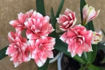 6 cây cảnh chuyển vận, cầu may nên bày trong nhà Tết Nguyên đán