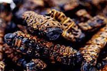 Loài nhìn đã phải "khóc thét", là đặc sản giá đắt hơn tôm hùm