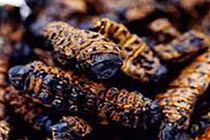 Loài nhìn đã phải "khóc thét", là đặc sản giá đắt hơn tôm hùm