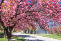 Trước cửa 6 trồng, 4 tránh, trăm năm phú quý, xui xẻo tránh xa