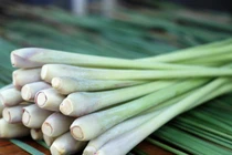 Loại cây gia vị nhẵn mặt với nhà nông, có 8 lợi ích không ngờ