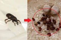 Nếu gạo thu hút côn trùng, cứ thả "thứ này", bọ gạo chạy sạch