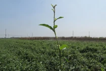 Trồng thứ cây đầy gai thu nhập tiền tỷ/năm, ai nghe cũng choáng