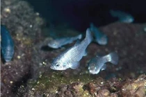 Loài cá đặc biệt chỉ còn 38 con, sống ở Hố Quỷ 