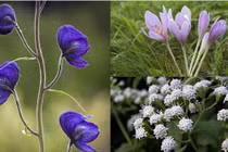 Những loài hoa đẹp nhưng độc tố cao: 1 loại phổ biến tại VN