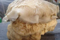 Đào được "tảng đá" xù xì, không ngờ đây là thứ quý hơn vàng