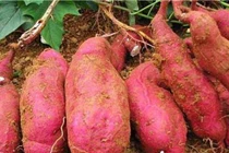 Đừng ăn loại khoai lang có dấu hiệu này, cẩn thận trúng độc 