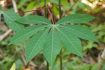 Bán lá sắn, khoai lang... thu về 6 triệu USD