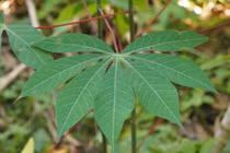 Bán lá sắn, khoai lang... thu về 6 triệu USD