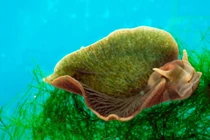 Loài động vật duy nhất có thể quang hợp, ăn ánh sáng mặt trời