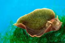 Loài động vật duy nhất có thể quang hợp, ăn ánh sáng mặt trời