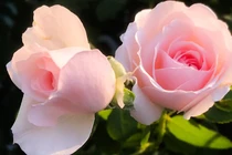 3 con giáp sống ngay thẳng, có trách nhiệm, tháng 4 rủng rỉnh tiền 