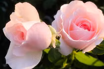 3 con giáp sống ngay thẳng, có trách nhiệm, tháng 4 rủng rỉnh tiền 