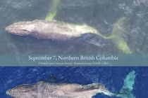 Con cá voi gây kinh ngạc khi vượt ngàn dặm với xương sống gãy