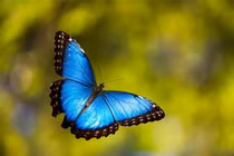 Khám phá vẻ đẹp của 15 loài sâu bướm đẹp nhất thế giới