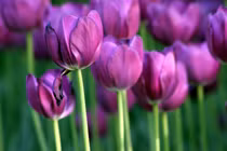 3 con giáp thuận buồm xuôi gió, kiếm tiền dễ dàng 3 tháng tới