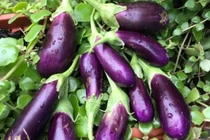 Bất ngờ 6 loại rau củ bệnh tiểu đường “sợ” nhất 