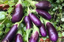 Bất ngờ 6 loại rau củ bệnh tiểu đường “sợ” nhất 