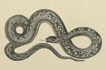 Tử vi tuần mới (1/8 - 7/8): top 3 con giáp phú vận lên hương