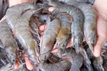 Tôm mua về làm thêm bước này, để cả tháng vẫn tươi, ngọt thịt