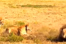 Video: Sư tử đại chiến với linh cẩu và những cái kết đau đớn