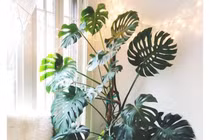 4 cây cảnh kích thước lớn mang thịnh vượng, may mắn cho gia chủ