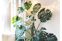 4 cây cảnh kích thước lớn mang thịnh vượng, may mắn cho gia chủ