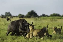 Trâu rừng tấn công sư tử, giải cứu đồng loại 