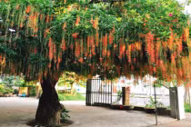 Trồng 7 loại cây này trước sân nhà, gia đạo bình an